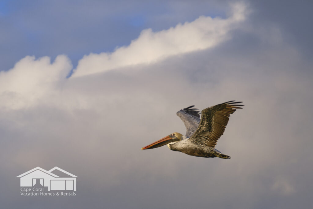 Cape Coral Flying Pelican Florida
