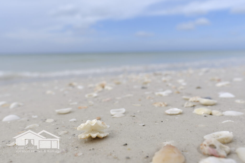 Cape Coral Beach with Shells Florida